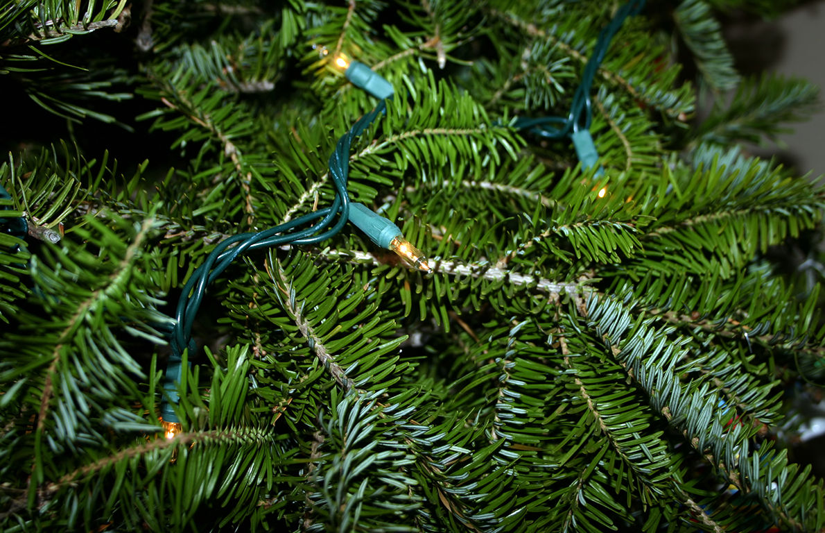 Fraser fir